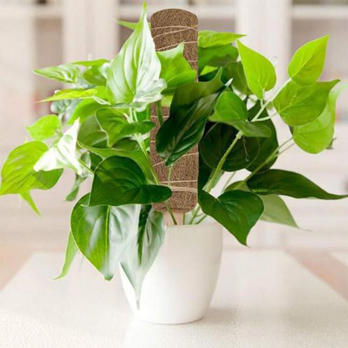 Apoio de plantas Moss empilhável Pólos de musgo para plantas Coco Totem Pole Alto Moss Pole para plantas de escalada Sphagnum 3