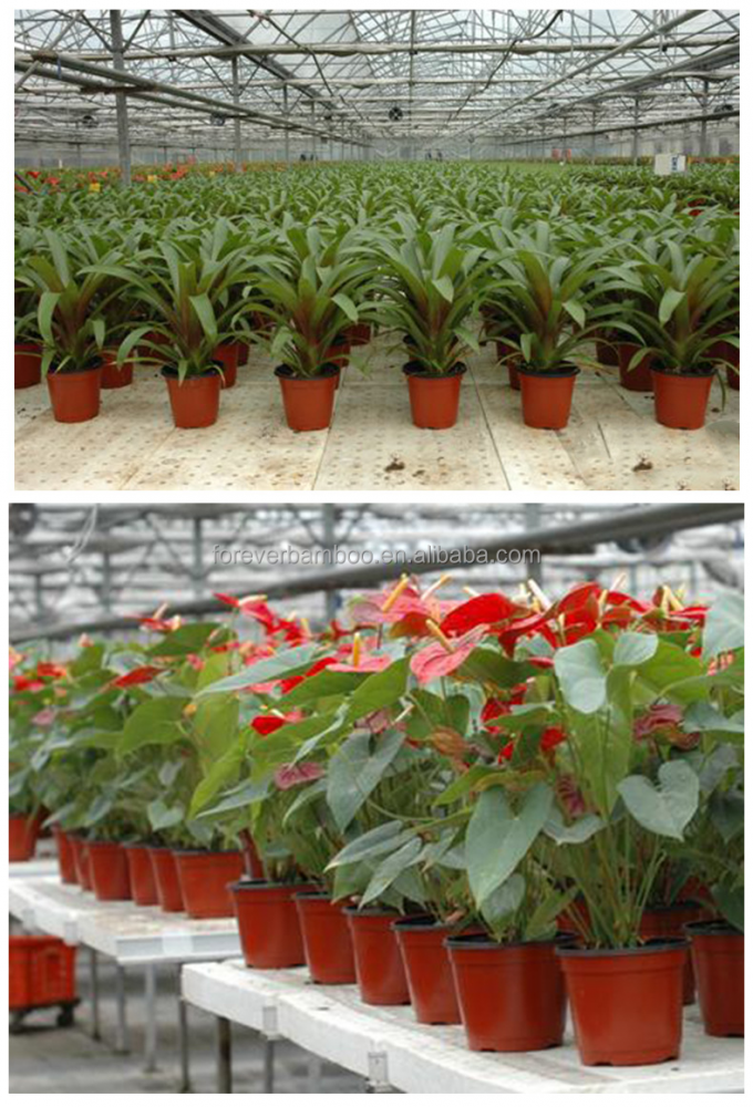Plantas de plástico sementeira vasos de criadouros para sementes germinação, sementes crescendo 1