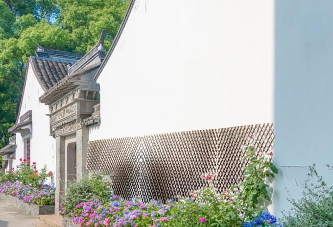 Ramos naturais de salgueiro para um cenário perfeito e solução de privacidade 3