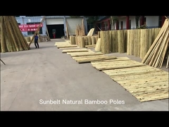 100% Polo de bambu amarelo natural estacas do jardim da planta de 90cm a de 595cm