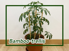 Como usar grades de bambu para plantas de escalada