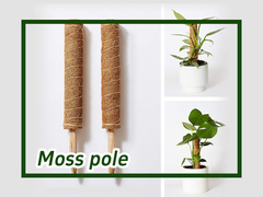 Como usar Moss Pole for Climbing Plants Monstera?