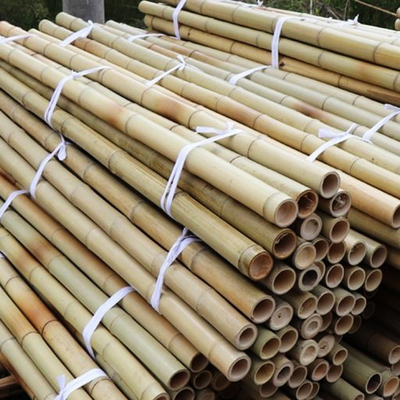 100% Polo de bambu amarelo natural estacas do jardim da planta de 90cm a de 595cm