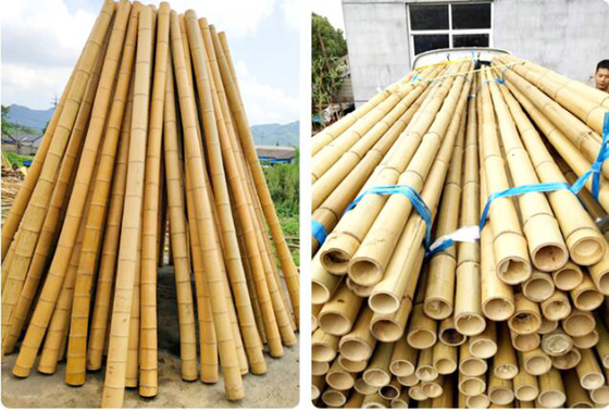 estacas de bambu de bambu cruas de 250cm Polos para a planta da decoração