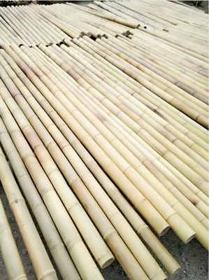 Bambu reto de bambu cru Polos da natureza para a construção de apoio da planta da exploração agrícola do jardim