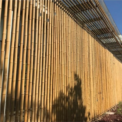 18 mm a 160 mm de diâmetro Bamboo Cane Moso Bamboo Pole Construção Agricultura