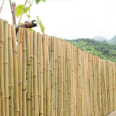 100% Polo 240cm de bambu cru natural que constrói Deoration 60cm 595cm