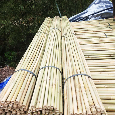 As varas de bambu do jardim natural para plantas em pasta dos tomates exteriores internos apoiam estacas