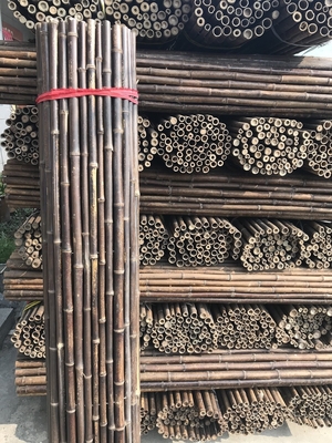 120cm Polo de bambu cru