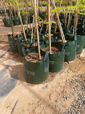 Bambu contínuo de bambu Polos de Home Decoration Raw Polos Tonkin da cerca do jardim