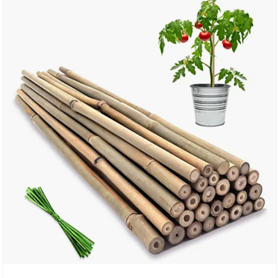 Moso enfileira Polos que de bambu os bastões estacam as varas que cultivam a decoração de jardinagem do apoio