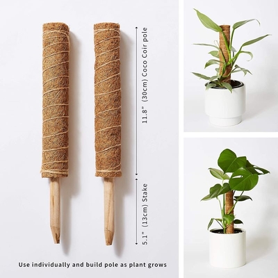 Moss Pole Plant Support Climbing Poles de coco Palmeiras Plantas coloridas