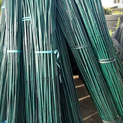 20cm pintou a decoração verde de Ros das estacas de bambu cruas de Polos