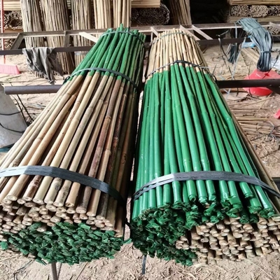 O plástico revestiu o bambu cru natural Polos para apoios das estacas da planta das árvores dos tomates