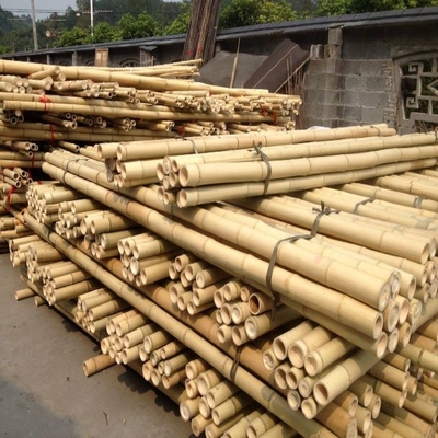 Moso grande exterior reto seco personalizado Polos de bambu cor natural de 60cm a de 595cm