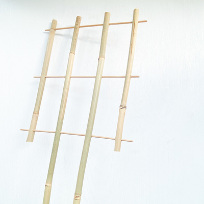 O bambu 100% da matéria prima estaca 6m as aros da forma que de U Handcrafted a flor do apoio da treliça