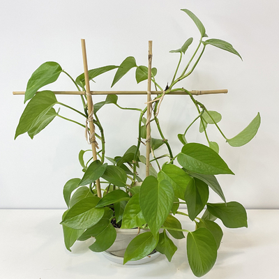 O bambu 100% da matéria prima estaca 6m as aros da forma que de U Handcrafted a flor do apoio da treliça