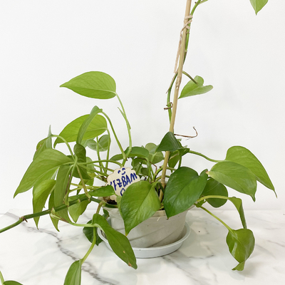 O bambu 100% da matéria prima estaca 6m as aros da forma que de U Handcrafted a flor do apoio da treliça
