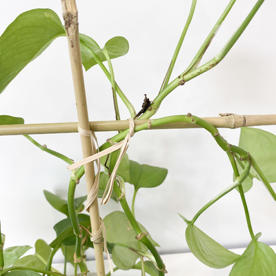 O bambu 100% da matéria prima estaca 6m as aros da forma que de U Handcrafted a flor do apoio da treliça