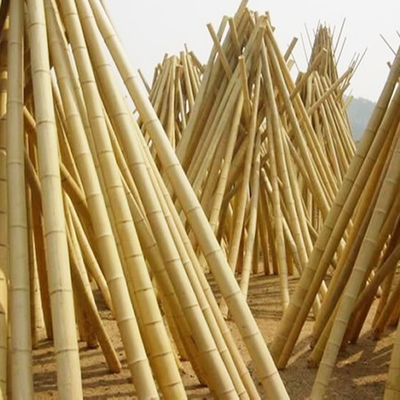 Decoração Polos de bambu crus Tonkin natural Polos de bambu da planta de jardim