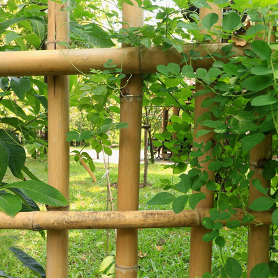 Estacas de bambu de jardinagem tratadas secadas dos bastões de Polos das varas 16cm para a construção