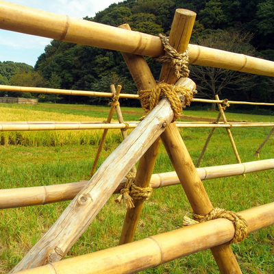 Estacas de bambu de jardinagem tratadas secadas dos bastões de Polos das varas 16cm para a construção