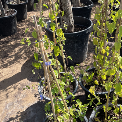 estacas de bambu de bambu cruas de 250cm Polos para a planta da decoração