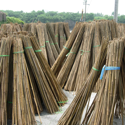 Bambu contínuo de bambu Polos de Home Decoration Raw Polos Tonkin da cerca do jardim
