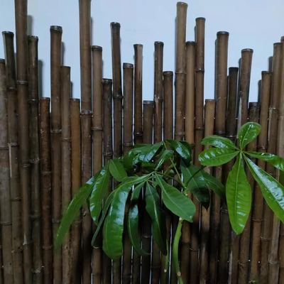 do verde de bambu cru da pintura de 150cm estacas de bambu decorativas pretas vermelhas do jardim Polos