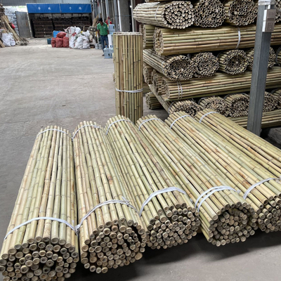 Bastões de bambu crus coloridos Polos de bambu para a agricultura do jardim