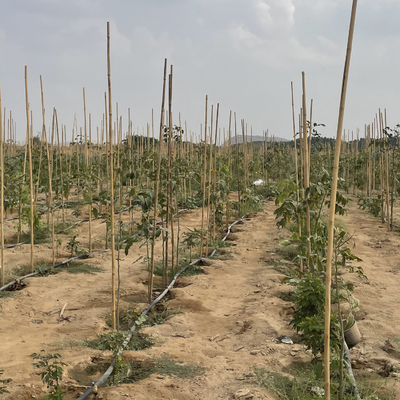 Bastões de bambu crus coloridos Polos de bambu para a agricultura do jardim
