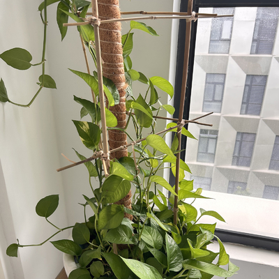 60cm retos secos à cor natural de bambu grande de 595cm Polos