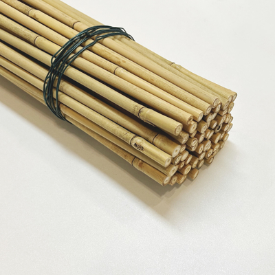 60cm retos secos à cor natural de bambu grande de 595cm Polos