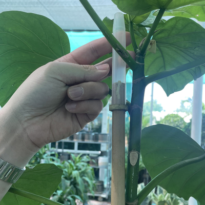 60cm retos secos à cor natural de bambu grande de 595cm Polos