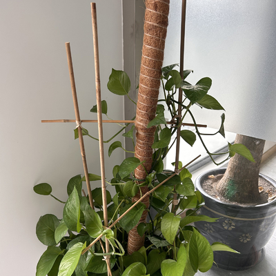 60cm retos secos à cor natural de bambu grande de 595cm Polos