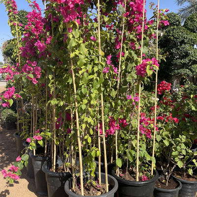 60cm retos secos à cor natural de bambu grande de 595cm Polos