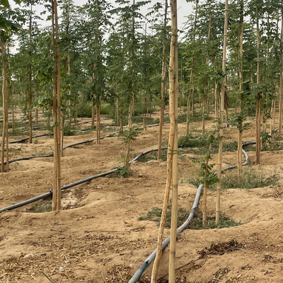 Estacas de bambu naturais do apoio da planta para plantas internas, estaca de bambu 40cm do jardim de bambu de Polos das varas 595cm