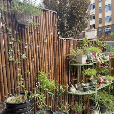 O anti molde pintou as estacas que de bambu a planta colorida Tonkin carbonizou 250cm
