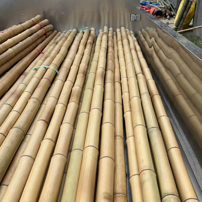 18 mm a 160 mm de diâmetro Bamboo Cane Moso Bamboo Pole Construção Agricultura