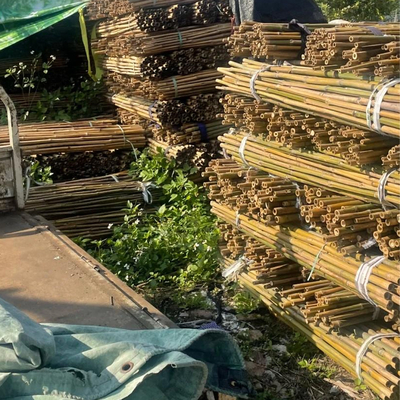 18 mm a 160 mm de diâmetro Bamboo Cane Moso Bamboo Pole Construção Agricultura