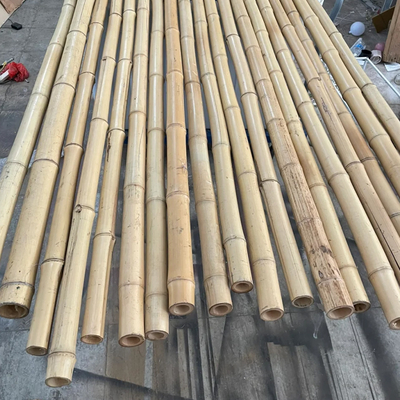 100% Polo de bambu amarelo natural estacas do jardim da planta de 90cm a de 595cm
