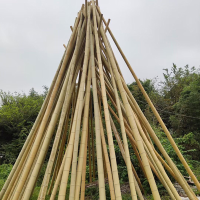 100% Polo de bambu amarelo natural estacas do jardim da planta de 90cm a de 595cm