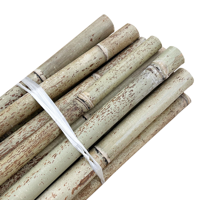 Bambu reto de bambu cru Polos da natureza para a construção de apoio da planta da exploração agrícola do jardim