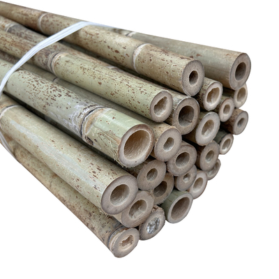Diâmetro cru natural de Polos 2cm 3cm 4cm 5cm 6cm 8cm 10cm do bambu de Moso