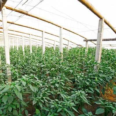 Matéria prima do bambu da construção