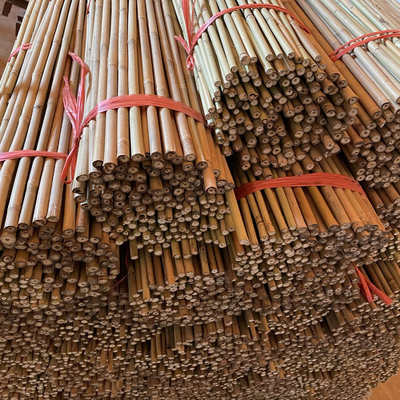10cm Polos de bambu crus