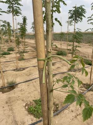 Estacas de Bambu Ecológicas para Jardinagem Sustentável