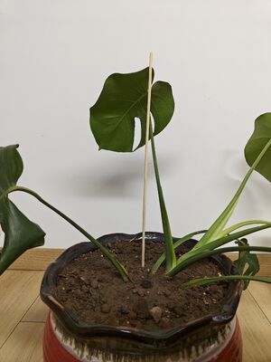 Apoie o crescimento de seu jardim com elegantes e sustentáveis bastões de flores de bambu