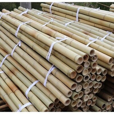 Dimensões ecológicas e personalizáveis Palo de bambu para apoio de plantas de jardim com tratamento antisséptico