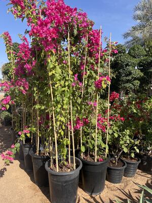 Estacas de Jardim, Estacas de Bambu Naturais de 18 Polegadas, Estacas de Suporte para Plantas com Amarras, Varetas de Bambu para Tomates, Feijão, Flores, Plantas em Vasos, Plantas Trepadeiras Internas e Externas
